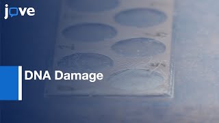 DNA Damage Evaluation Using Comet Assay  Protocol Preview [upl. by Emelun933]