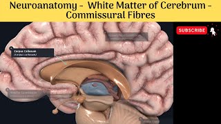 White Matter of Cerebrum  Commissural Fibres  Corpus Callosum  Commissures [upl. by Veljkov]