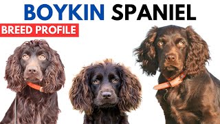 Boykin Spaniel Breed Profile History  Price  Traits  Boykin Spaniel Grooming Needs  Lifespan [upl. by Josselyn316]