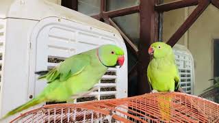 alexandrine parrots intelligent parrots [upl. by Potash792]