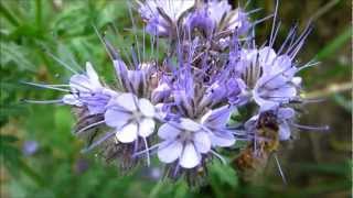 Lacy Phacelia Phacelia Tanacetifolia  20120916 [upl. by Suolevram167]