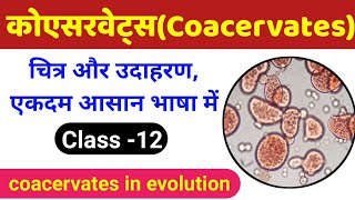 कोएसरवेट्स क्या है  coacervates class 12  evolution class 12 biology  coacervate biology class 12 [upl. by Attenod]