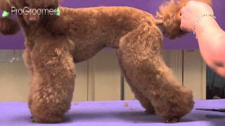 Miniature Poodle Lamb Trim Grooming Guide  Pro Groomer [upl. by Torbert]