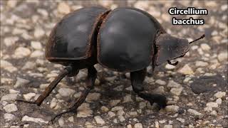 DUNG BEETLES of Southern Africa  Scarabaeidae [upl. by Modeerf703]