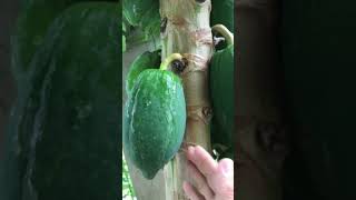 Blooming homegrown papayas in our backyard papayas papayafruit tropicalfruit healthyfruit [upl. by Ruth759]