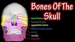 Bones Of The Skull Labeled  Anatomy Of The Skull And Facial Bones  Skull Anatomy Bones [upl. by Leahcimnaes]