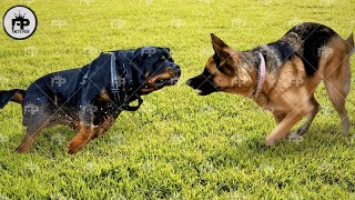 Rottweiler Dog vs German Shepherd Comparison Whos Better [upl. by Landan]