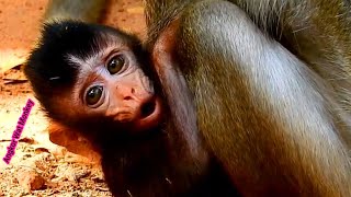 So pitiful small baby monkey Anissa hug mom and crying loudly [upl. by Janeczka316]