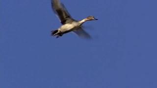 FlyBy Pintail [upl. by Rodenhouse]