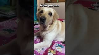 Ei Dana jhore Max digha jete chay  Ki koronio  youtubeshorts doglovers683 shorts dog [upl. by Aniat837]