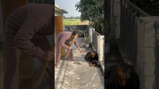 Mother Rottweiler protecting puppies ‼️✅rottweiler security puppies shortsfeed [upl. by Lehsreh373]