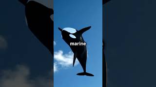 MindBlowing Orca Facts You Never Knew 🐋🐋🐋🌊 orca oceanfacts OrcaFacts animalfacts shortvideo [upl. by Ikkela]