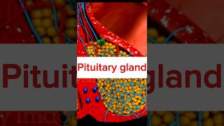 Pituitary gland short shorts ytshorts viralvideo pituitarygland short video 3d animation [upl. by Critta]