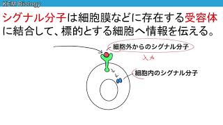 高校生物「細胞間伝達の種類」 [upl. by Yrrad]