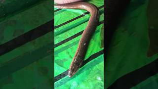 Snake eel fish डुगडुगीया मछलीকুচে মাছ fish food sorts ytshots [upl. by Arlee226]