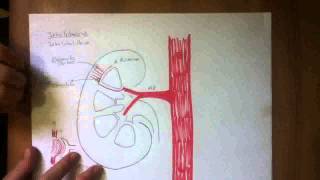 CIRCULACION RENAL [upl. by Raknahs277]