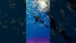 Knife fish fish viralvideo viralshorts knifefish [upl. by Reiser]