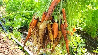 How to Harvest Carrots EASILY [upl. by Ping]