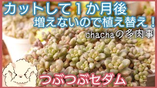 【多肉植物】根詰まりしているセダム ジェットバースを植え替えて子株を出させたい🌱✨ [upl. by Toomin]