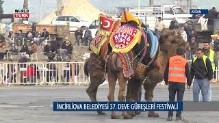 İNCİRLİOVA BELEDİYESİ 37 DEVE GÜREŞLERİ FESTİVALİ [upl. by Christianson522]