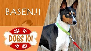 Dogs 101  BASENJI  Top Dog Facts About the BASENJI [upl. by Benedikta]