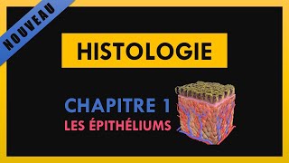 Histologie  Chapitre 1  Les épithéliums [upl. by Erreipnaej]