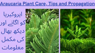 Christmas Tree Care and Propagation  How to Grow Araucaria  Araucaria Plant Kaise Grow Karen [upl. by Coffeng]