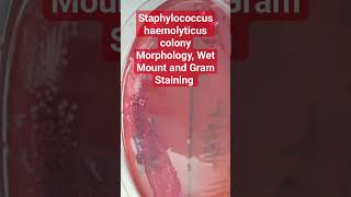 Gramstaining And Wetmounting Staphylococcus Haemolyticus Colonies microscope microbiology [upl. by Allsun747]