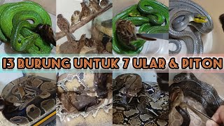 13 BURUNG untuk 7 ULAR 3 Gonyosoma Ball Python Brongersmai Reticulatus Piton Ptyas Mucosa Snake [upl. by Ffilc]