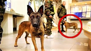 Russia is CLONING MEGA Military Dogs [upl. by Fornof]