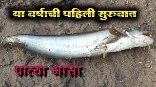 आज पहिलाच पात्या मासा भेटला भावाला fish fishing village marathi catfish [upl. by Searle472]