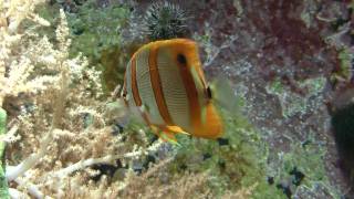 Copperband Butterflyfish Chelmon rostratus  KupferstreifenPinzettfisch [upl. by Aihsei614]