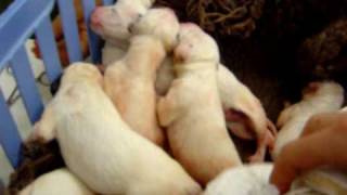 Newborn Dalmatian Puppies [upl. by Haleigh]