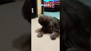 Lhasa apso barking sound effect🐾💞🎶 doglover cute lhasaapso shihtzu puppy [upl. by Razal]