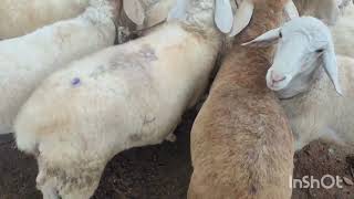 Dodabalapura taluk Melekote sheep and goat market 15072024 [upl. by Atwekk]