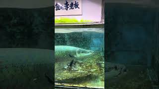 Small fish crusher Arapaima Mr Li who loves raising fish Fantastic animals on TikTok Giant phob [upl. by Llertal626]