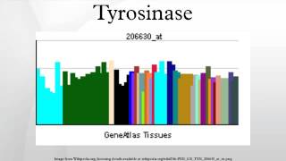 Tyrosinase [upl. by Thurstan]