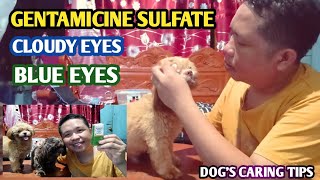 GAMOT SA MATA NG ASO DOGS CARING TIPS [upl. by Heim]