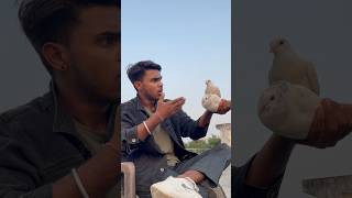 Kabuter ka sacha pyar ☠️🕊️👀petlovers pigeon shortfeed yt viralvideo spkabuterclub 😅🙏 [upl. by Joelly]