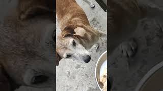 doglover love streetdog dahleez shortsfeed [upl. by Armbrecht718]