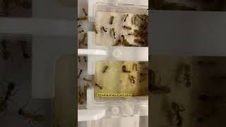 Camponotus atriceps ant муравьи pets camponotus atriceps [upl. by Carmine]