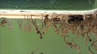 Mosquito larvae and pupae under water [upl. by Carce]