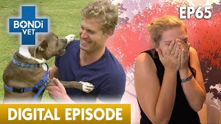 Last Chance Operation to Save Young Dog 😢  Full Episode  E14  Bondi Vet [upl. by Alcott]