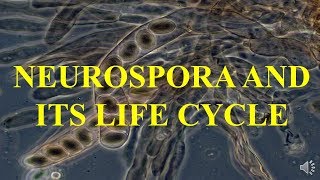 NEUROSPORA AND ITS LIFE CYCLE [upl. by Rehtaeh]