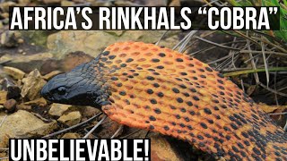 Getting To Know The Rinkhals “Spitting Cobra” [upl. by Huntlee]