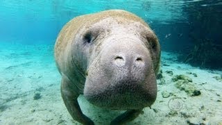 Crystal Manatees  Florida Manatee Wildlife [upl. by Rainah641]