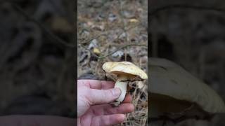 Маслюк звичайний Suillus luteus mushroom ліс nature природа fungi wildlife [upl. by Enyehc]