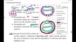 Chorionic Vesicle EMD عربي [upl. by Naerb]