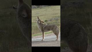 Coyote Sounds of Howling and Barking  Canis latrans Sounds [upl. by Ronald83]