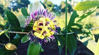 How To Grow Passiflora caerulea ‘Becky’s Blue amp White Passion Vine’ [upl. by Goeger681]